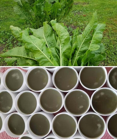 Krienų lapų tepalas 100ml Krienų lapų tepalas 100ml