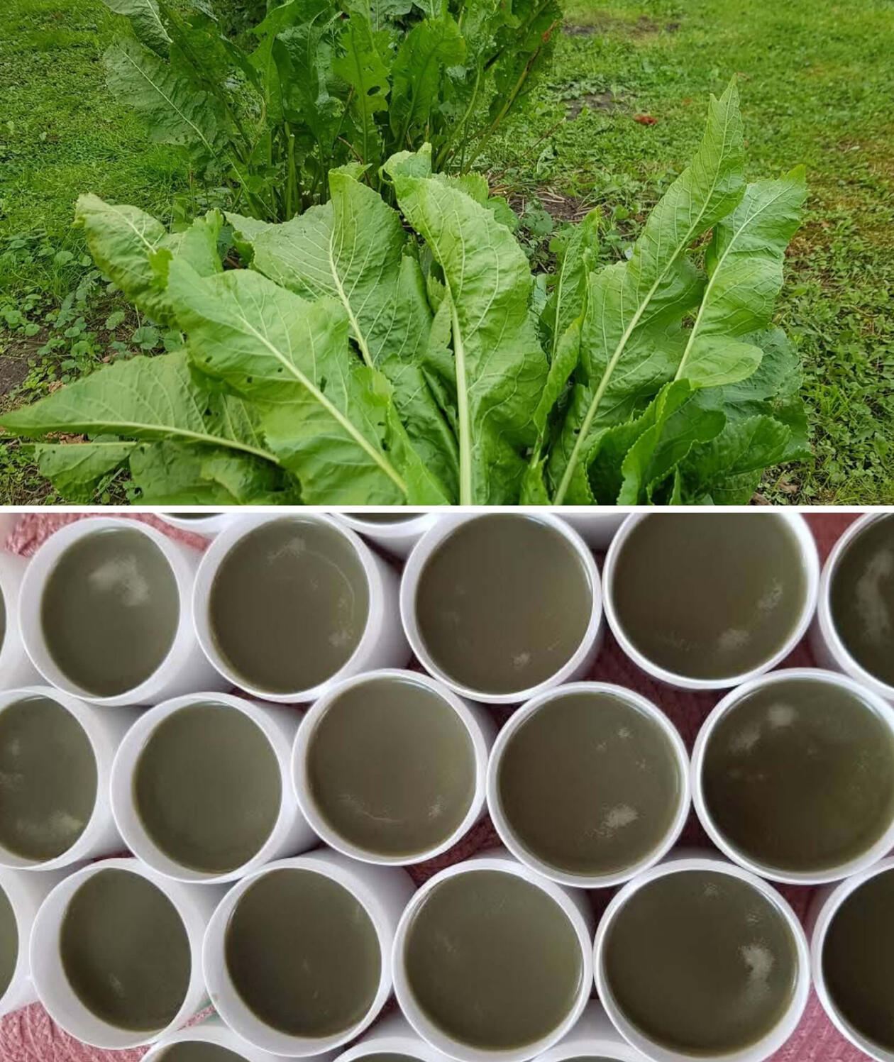 Krienų lapų tepalas 100ml Krienų lapų tepalas 100ml